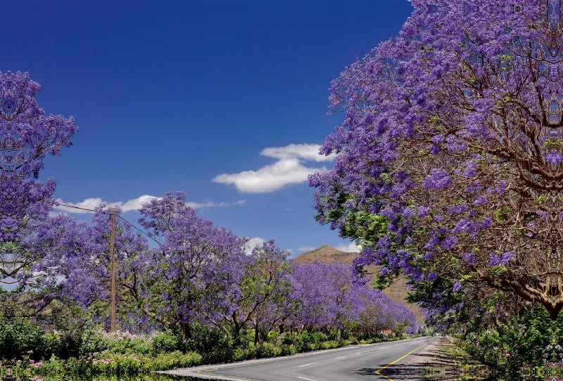 Toile textile premium Toile textile premium 120 cm x 80 cm paysage Avenues de jacaranda en fleurs - Bonnievale, Afrique du Sud 