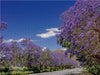 Blühende Jacaranda-Alleen - Bonnievale, Süd-Afrika - CALVENDO Foto-Puzzle - calvendoverlag 29.99