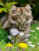 Niedliches Maine Coon Kätzchen in einer Frühlingswiese - CALVENDO Foto-Puzzle - calvendoverlag 33.99