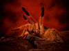 Mystische Vogelspinnen - CALVENDO Foto-Puzzle - calvendoverlag 29.99