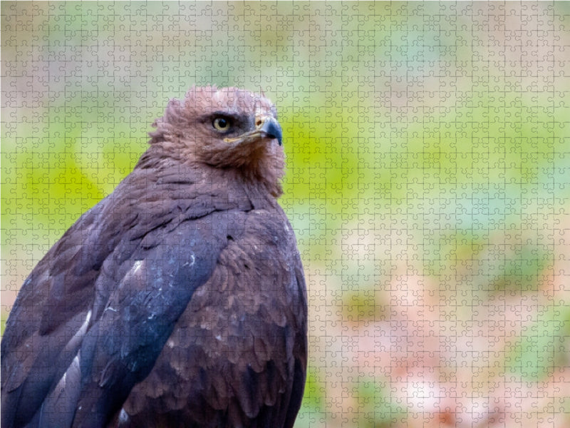 Schreiadler - CALVENDO Foto-Puzzle - calvendoverlag 37.99