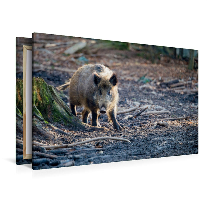 Premium Textil-Leinwand Premium Textil-Leinwand 120 cm x 80 cm quer Wildschwein