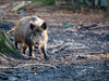 Wildschwein - CALVENDO Foto-Puzzle - calvendoverlag 37.99