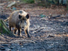 Wildschwein - CALVENDO Foto-Puzzle - calvendoverlag 37.99