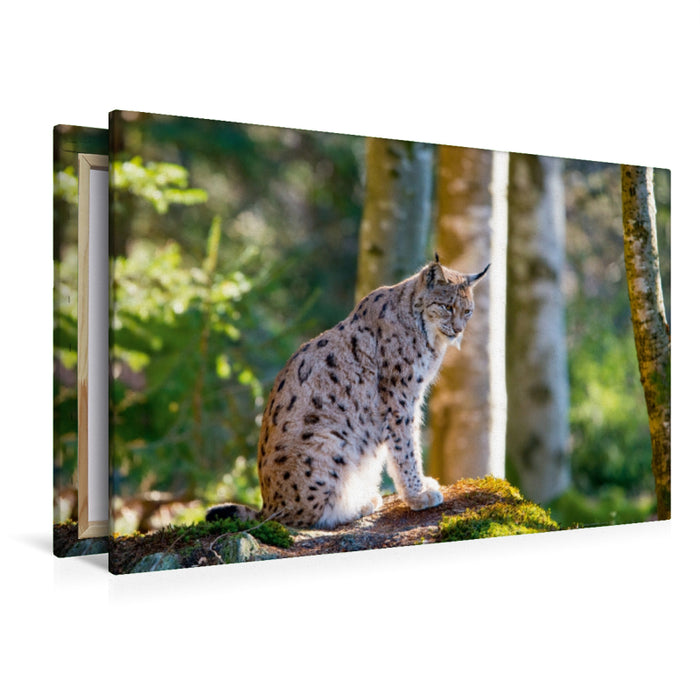 Premium Textil-Leinwand Premium Textil-Leinwand 120 cm x 80 cm quer Ein Motiv aus dem Kalender Faszination Luchs im Bayerischen Wald