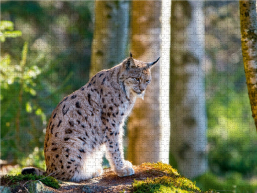 Faszination Luchs im Bayerischen Wald - CALVENDO Foto-Puzzle - calvendoverlag 37.99