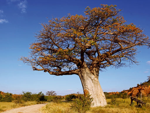 Affenbrotbaum in Afrika - CALVENDO Foto-Puzzle - calvendoverlag 29.99