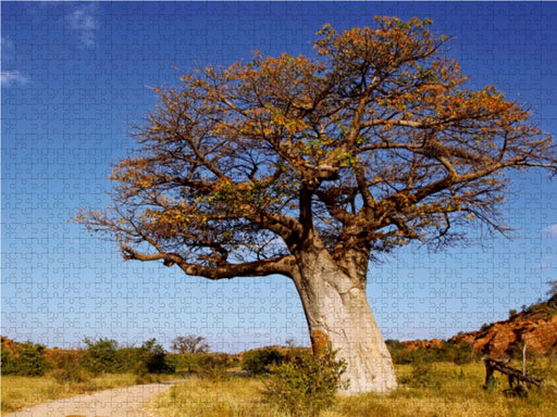 Affenbrotbaum in Afrika - CALVENDO Foto-Puzzle - calvendoverlag 29.99