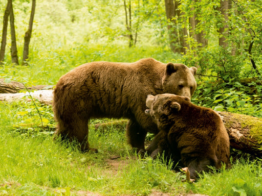Bären-Treff zur Paarungszeit - CALVENDO Foto-Puzzle - calvendoverlag 29.99