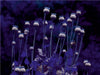 Farbenblüte - CALVENDO Foto-Puzzle - calvendoverlag 29.99