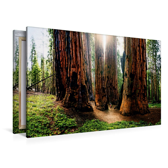 Premium Textil-Leinwand Premium Textil-Leinwand 120 cm x 80 cm quer Giant Forest, Sequoia Nationalpark, Kalifornien, USA