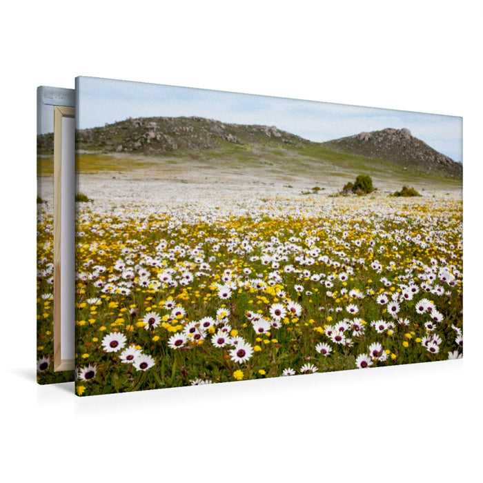 Premium Textil-Leinwand Premium Textil-Leinwand 120 cm x 80 cm quer Blumenwiese im Westcoast Nationalpark