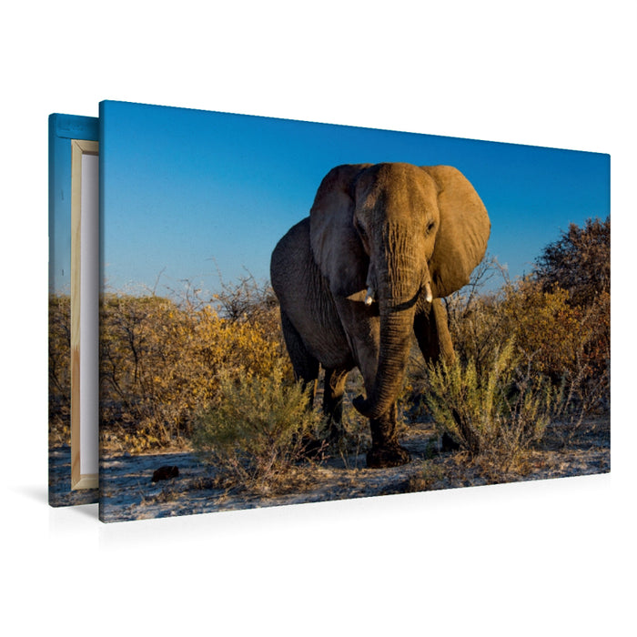 Premium Textil-Leinwand Premium Textil-Leinwand 120 cm x 80 cm quer Elefant in Etosha