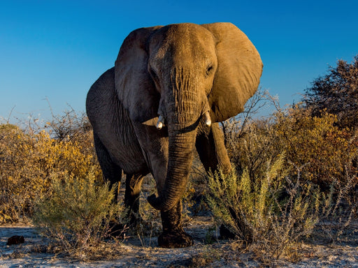 Elefant in Etosha - CALVENDO Foto-Puzzle - calvendoverlag 29.99