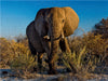 Elefant in Etosha - CALVENDO Foto-Puzzle - calvendoverlag 29.99