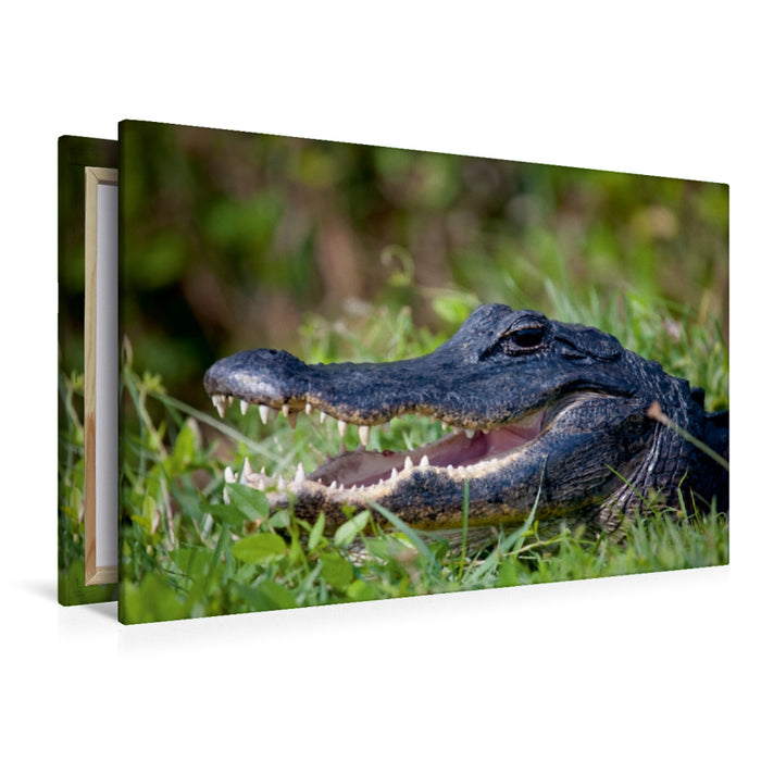 Premium Textil-Leinwand Premium Textil-Leinwand 120 cm x 80 cm quer Mississippi-Alligator