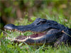 Mississippi-Alligator - CALVENDO Foto-Puzzle - calvendoverlag 29.99