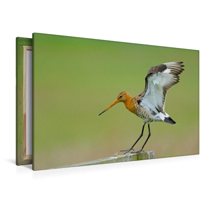 Premium Textil-Leinwand Premium Textil-Leinwand 120 cm x 80 cm quer Uferschnepfe (Limosa limosa)