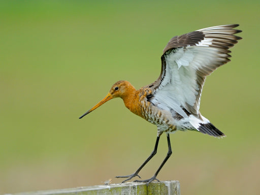 Uferschnepfe (Limosa limosa) - CALVENDO Foto-Puzzle - calvendoverlag 29.99