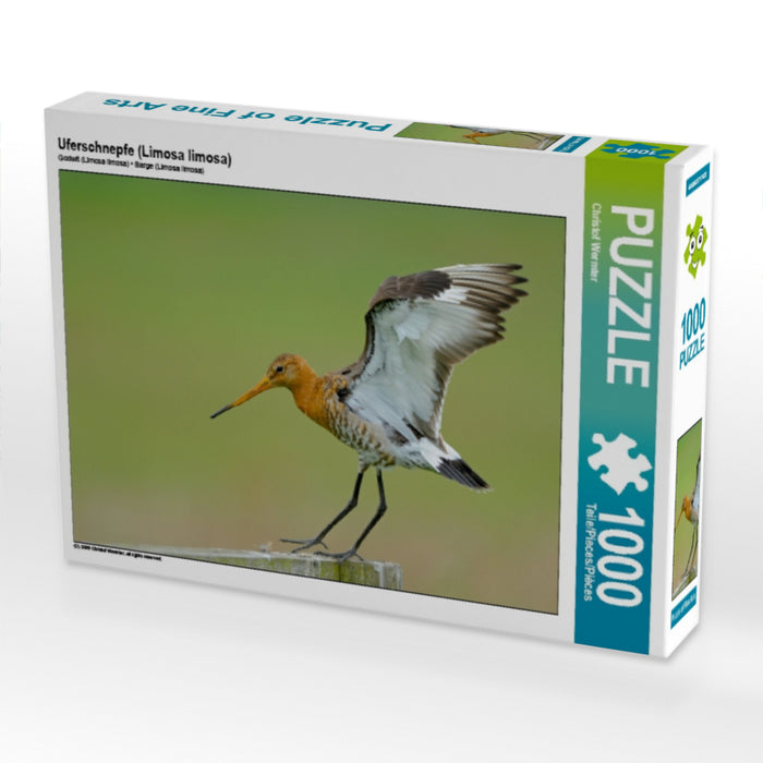 Uferschnepfe (Limosa limosa) - CALVENDO Foto-Puzzle - calvendoverlag 29.99