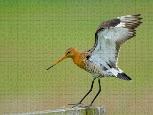 Uferschnepfe (Limosa limosa) - CALVENDO Foto-Puzzle - calvendoverlag 29.99