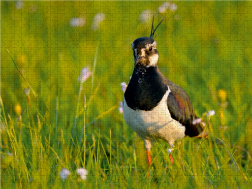 Kiebitz (Vanellus vanellus) - CALVENDO Foto-Puzzle - calvendoverlag 29.99