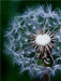 Pusteblume - CALVENDO Foto-Puzzle - calvendoverlag 35.99