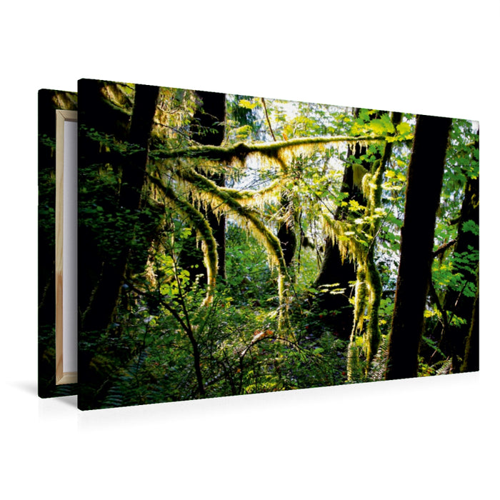 Premium Textil-Leinwand Premium Textil-Leinwand 120 cm x 80 cm quer Regenwald im Olympic NP, USA