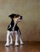Liu - Jack Russel-Terrier, 10 Wochen - CALVENDO Foto-Puzzle - calvendoverlag 37.99