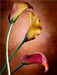 Zantedeschia Aethiopica, Calla Blumen - CALVENDO Foto-Puzzle - calvendoverlag 29.99