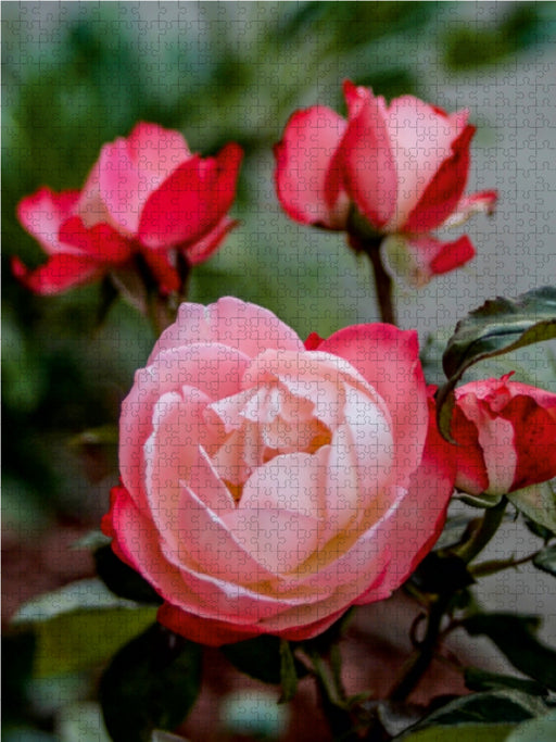 Zauberhafte Rosen - CALVENDO Foto-Puzzle - calvendoverlag 29.99