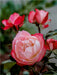 Zauberhafte Rosen - CALVENDO Foto-Puzzle - calvendoverlag 29.99