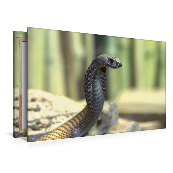 Premium Textil-Leinwand Premium Textil-Leinwand 120 cm x 80 cm quer Gefährliche Schlangen - Arabische Kobra