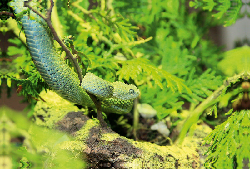 Toile textile premium Toile textile premium 120 cm x 80 cm paysage Serpents dangereux - la vipère verte du bush 