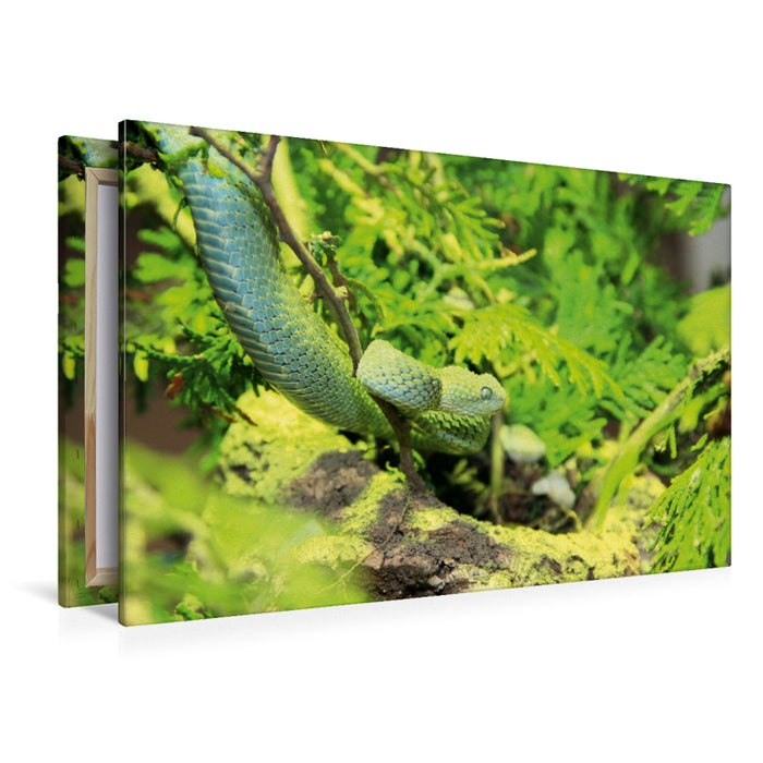 Toile textile premium Toile textile premium 120 cm x 80 cm paysage Serpents dangereux - la vipère verte du bush 