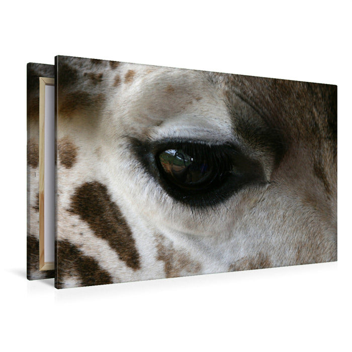 Premium Textil-Leinwand Premium Textil-Leinwand 120 cm x 80 cm quer Giraffen – Augen-Blick