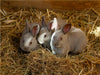 Niedliche Kaninchenkinder - CALVENDO Foto-Puzzle - calvendoverlag 29.99
