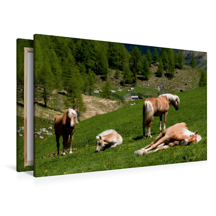 Premium Textil-Leinwand Premium Textil-Leinwand 120 cm x 80 cm quer Haflinger Pferde in Rein in Taufers