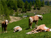 Haflinger Pferde in Rein in Taufers - CALVENDO Foto-Puzzle - calvendoverlag 29.99