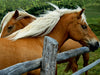 Pferde - Hobby und Leidenschaft - CALVENDO Foto-Puzzle - calvendoverlag 29.99