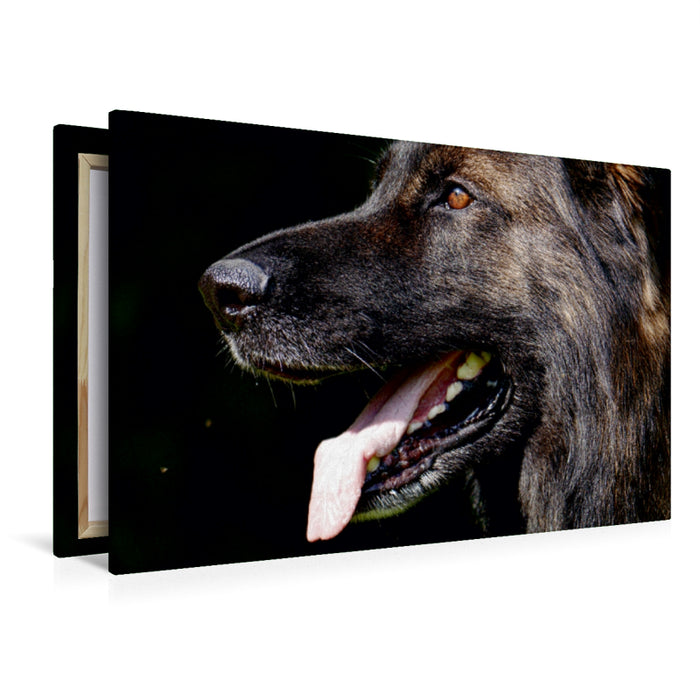 Premium Textil-Leinwand Premium Textil-Leinwand 120 cm x 80 cm quer Liebeserklärung an den Schäferhund