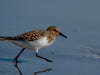 Sanderling - CALVENDO Foto-Puzzle - calvendoverlag 29.99