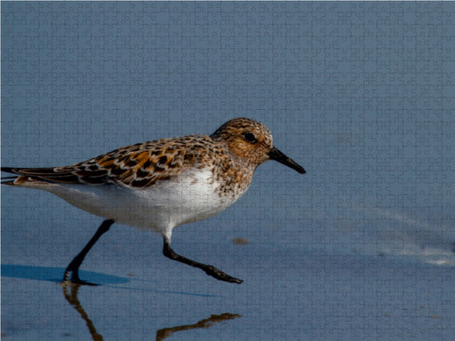 Sanderling - CALVENDO Foto-Puzzle - calvendoverlag 29.99