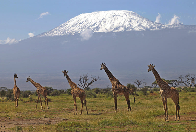 Toile textile premium Toile textile premium 120 cm x 80 cm paysage Girafes - Sur le Kilimandjaro 