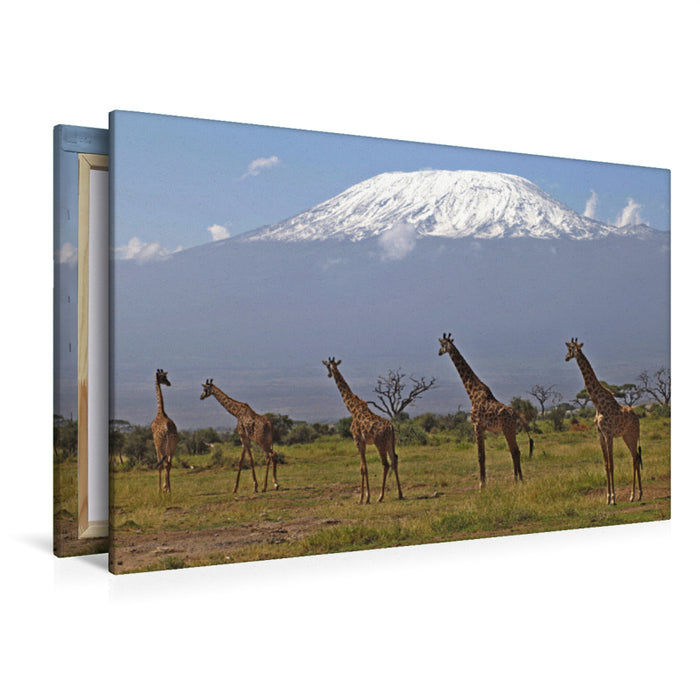 Premium Textil-Leinwand Premium Textil-Leinwand 120 cm x 80 cm quer Giraffen – Am Kilimanjaro