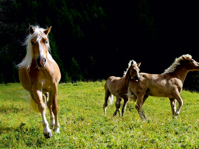 Haflinger auf der Weide - CALVENDO Foto-Puzzle - calvendoverlag 29.99