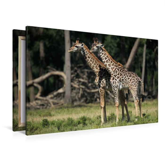 Premium Textil-Leinwand Premium Textil-Leinwand 120 cm x 80 cm quer Giraffen – Zwillinge