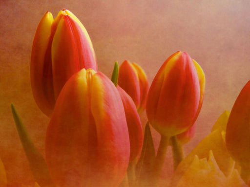 Tulpen im Nebel - CALVENDO Foto-Puzzle - calvendoverlag 29.99