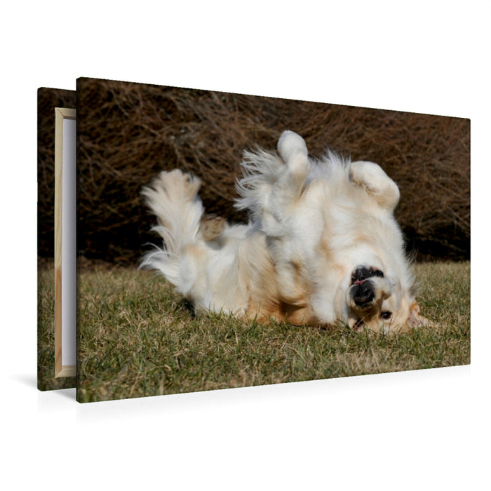 Premium Textil-Leinwand Premium Textil-Leinwand 120 cm x 80 cm quer Ein Motiv aus dem Kalender Golden Retriever - Ein Herz auf 4 Pfoten