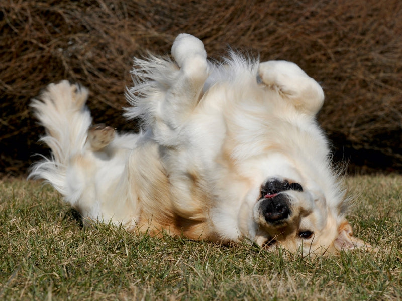 Golden Retriever - Ein Herz auf 4 Pfoten - CALVENDO Foto-Puzzle - calvendoverlag 29.99